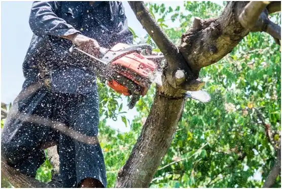 tree services Commodore